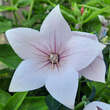 Platycodon grandiflorus 'Albus': Bild 1/2