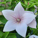 Platycodon grandiflorus 'Albus' - Ballonblume