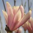 Magnolia 'Heaven Scent': Bild 4/7