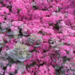 Sedum 'Dazzleberry': Bild 2/5