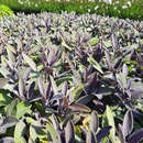 Salvia officinalis 'Purpurascens' - Gartensalbei