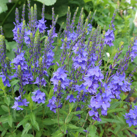 Veronica austriaca 'Knallblau': Bild 3/5 Veronica austriaca 'Knallblau': Bild 3/5