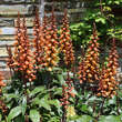 Digitalis purpurea 'Apricot Beauty': Bild 4/5
