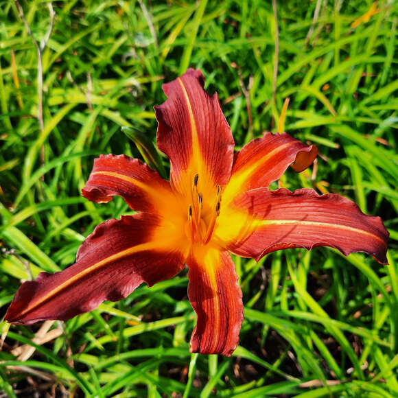 Hemerocallis 'Autumn Red': Bild 1/3 Hemerocallis 'Autumn Red': Bild 1/3