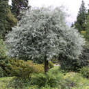 Hängebirne - Pyrus salicifolia 'Pendula'