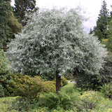 Pyrus salicifolia 'Pendula' - Hängebirne