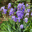 Iris germanica 'Athos': Bild 3/5
