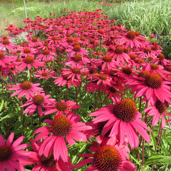 Echinacea purpurea 'Glowing Dream': Bild 3/3 Echinacea purpurea 'Glowing Dream': Bild 3/3