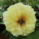 Paeonia Intersec. 'Sonoma YeDo' - Pfingstrose Intersectional-Hybride
