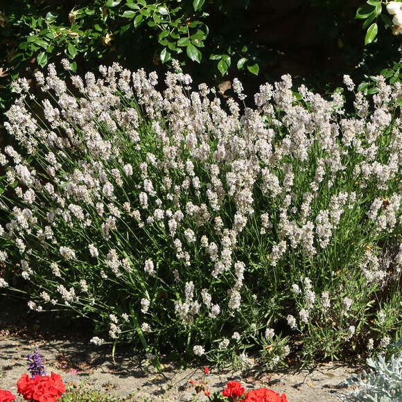 Lavandula angustifolia 'Melissa': Bild 5/5 Lavandula angustifolia 'Melissa': Bild 5/5