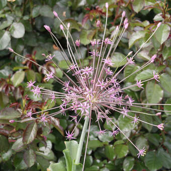 Allium schubertii: Bild 3/3