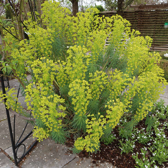 Euphorbia characias wulfenii: Bild 4/13