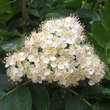 Sorbaronia falax 'Ivan's Beauty': Bild 4/9