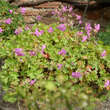 Geranium dalmaticum: Bild 2/2