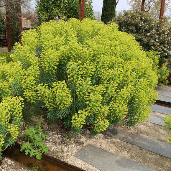 Euphorbia characias wulfenii: Bild 1/13