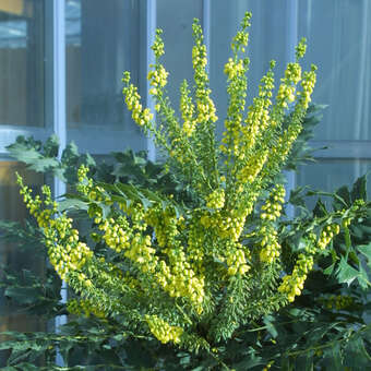 Mahonia media 'Winter Sun'