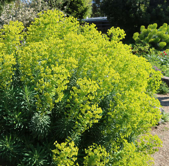 Euphorbia characias wulfenii: Bild 6/13