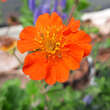 Geum coccineum 'Cooky': Bild 2/2