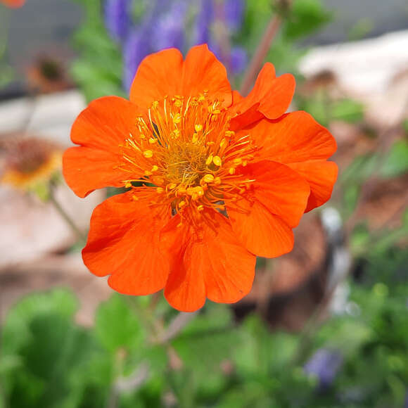 Geum coccineum 'Cooky': Bild 2/2 Geum coccineum 'Cooky': Bild 2/2