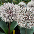 Allium karataviense: Bild 1/4