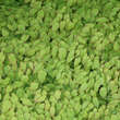 Epimedium alpinum: Bild 3/3