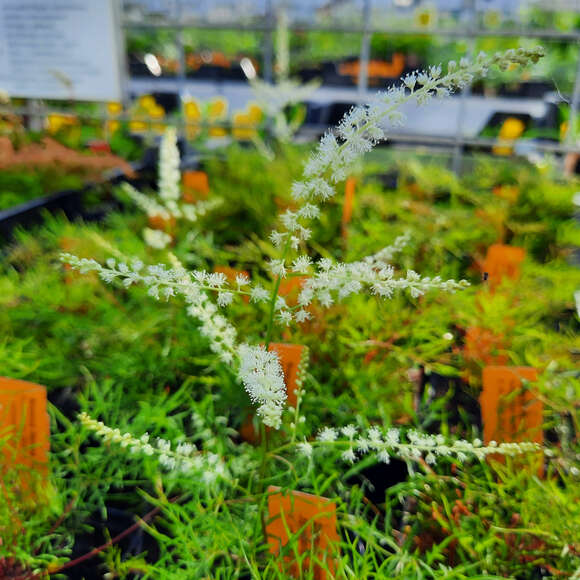 Aruncus dioicus 'Fairy Hair': Bild 2/2 Aruncus dioicus 'Fairy Hair': Bild 2/2