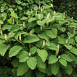 Phytolacca acinosa: Bild 5/5