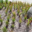 Imperata cylindrica 'Red Baron': Bild 3/3