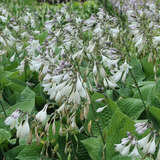 Hosta 'Fortunei Hyacinthina' - Funkie, Herzlilie