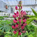 Lupinus 'Russel Rot' - Wolfsbohne, Lupine
