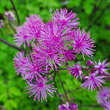 Thalictrum 'Black Stockings': Bild 4/4