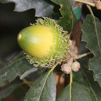 Quercus hispanica 'Ambrozyana'