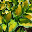 Hosta 'Orange Marmalade': Bild 7/7