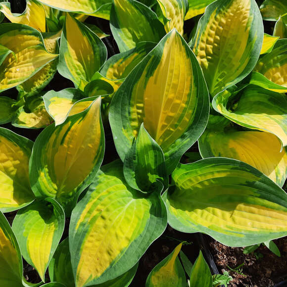 Hosta 'Orange Marmelade': Bild 7/7 Hosta 'Orange Marmelade': Bild 7/7