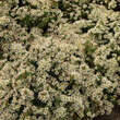 Aster ericoides 'Snowflurry': Bild 2/3