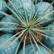 Yucca glauca: Bild 2/2