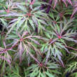 Acer palmatum 'Baldsmith'     H100+: Bild 1/6