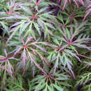 Roter Schlitzahorn - Acer palmatum 'Baldsmith'