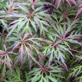 Acer palmatum 'Baldsmith' H150+