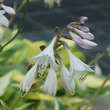 Hosta 'Orange Marmelade': Bild 2/7