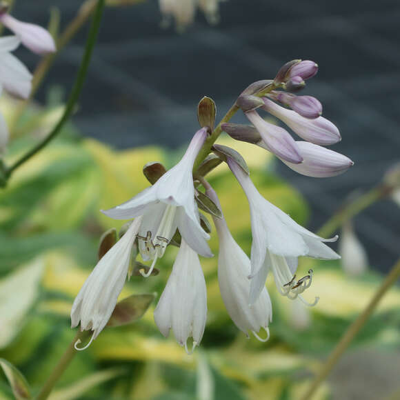 Hosta 'Orange Marmelade': Bild 2/7 Hosta 'Orange Marmelade': Bild 2/7