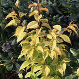 Stachyurus chinensis 'Joy Forever' - Gelbbunter Perlschweif
