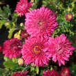 Chrysanthemum ind. 'Heda': Bild 2/2