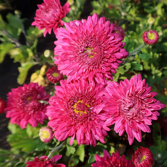 Chrysanthemum ind. 'Heda': Bild 2/2 Chrysanthemum ind. 'Heda': Bild 2/2