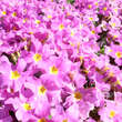 Primula juliae 'Groenekan's Glorie': Bild 6/7
