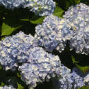 Hydrangea macroph. 'Endless Summer' - Gartenhortensie