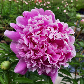 Paeonia lactiflora 'Monsieur Jules Elie'