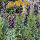 Fritillaria persica 'Adiyaman' - Persische Kaiserkrone