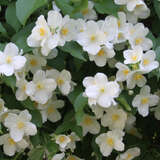 Philadelphus coronarius - Pfeifenstrauch, Falscher Jasmin