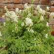 Corydalis ochroleuca: Bild 4/5